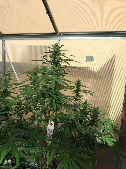 Tangerine Splash Auto Sensi Seeds. Week 10