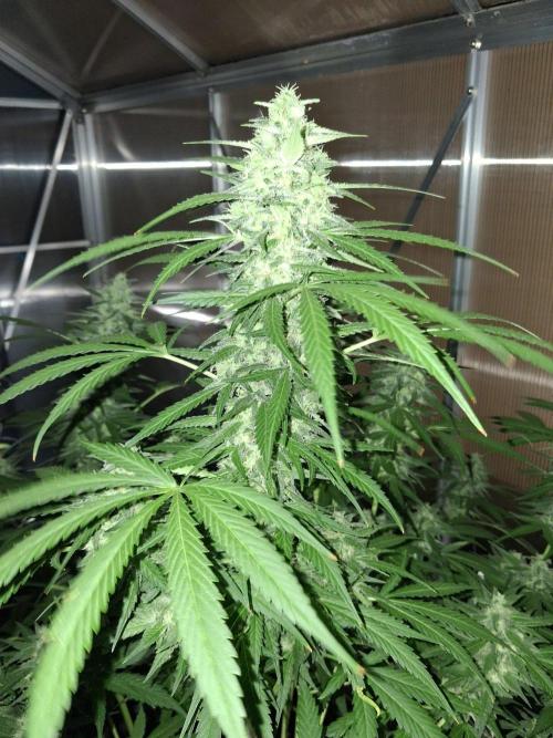 Tangerine Splash Auto Sensi Seeds. Week 11