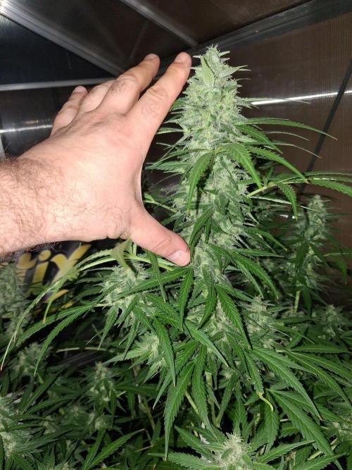 Tangerine Splash Auto Sensi Seeds. Week 11
