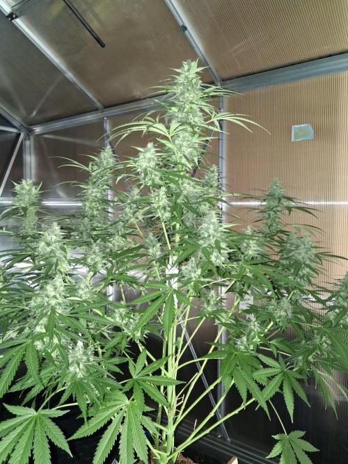 Tangerine Splash Auto Sensi Seeds. Week 11