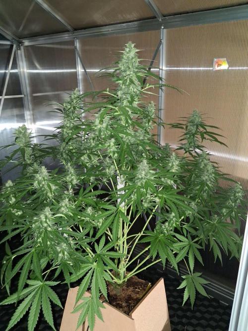 AUTOPOT 15. Week 11