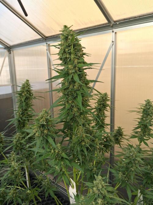 Tangerine Splash Auto Sensi Seeds. Week 12