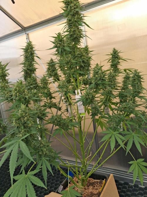 Tangerine Splash Auto Sensi Seeds. Week 12