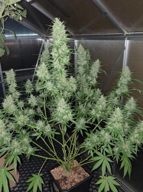 Tangerine Splash Auto Sensi Seeds. Week 13
