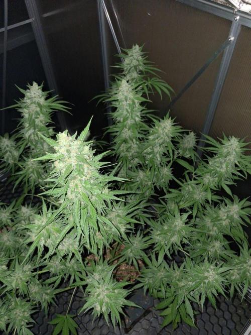 Tangerine Splash Auto Sensi Seeds. Week 13