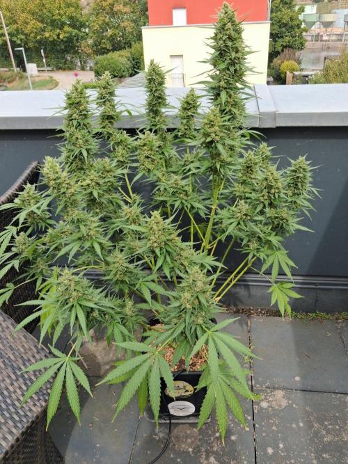 Tangerine Splash Auto Sensi Seeds. Week 14