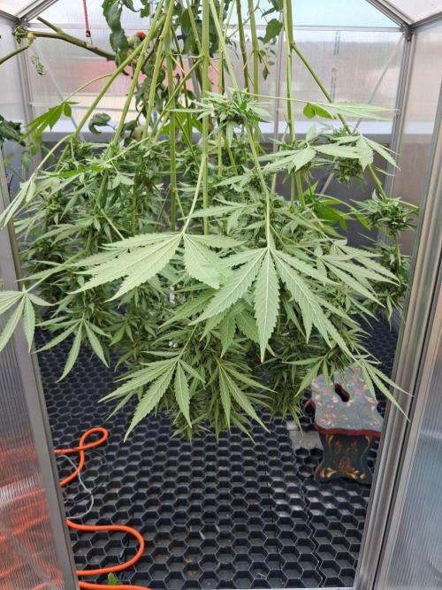 Tangerine Splash Auto Sensi Seeds. Week 14