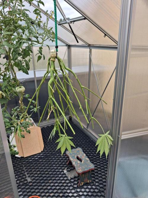Tangerine Splash Auto Sensi Seeds. Week 14