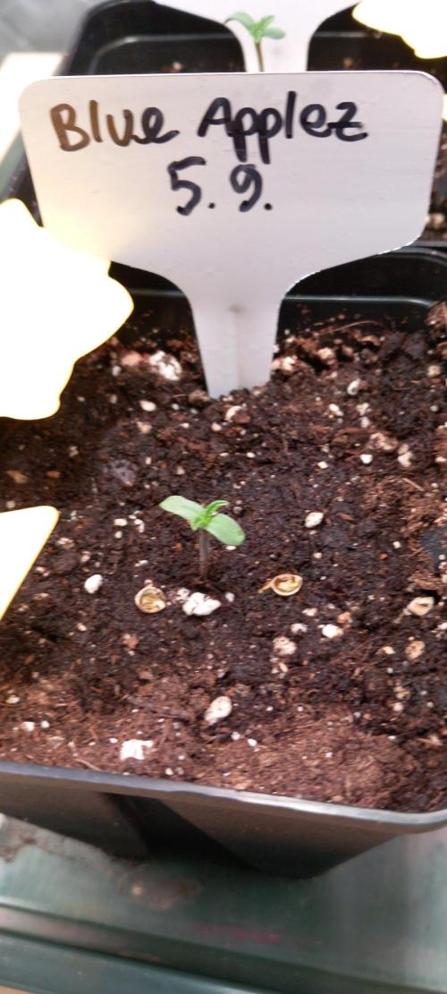 Blue Applez. Week 1