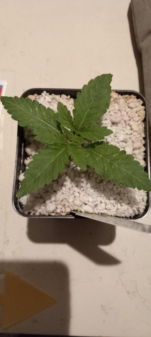Blue Applez. Week 2
