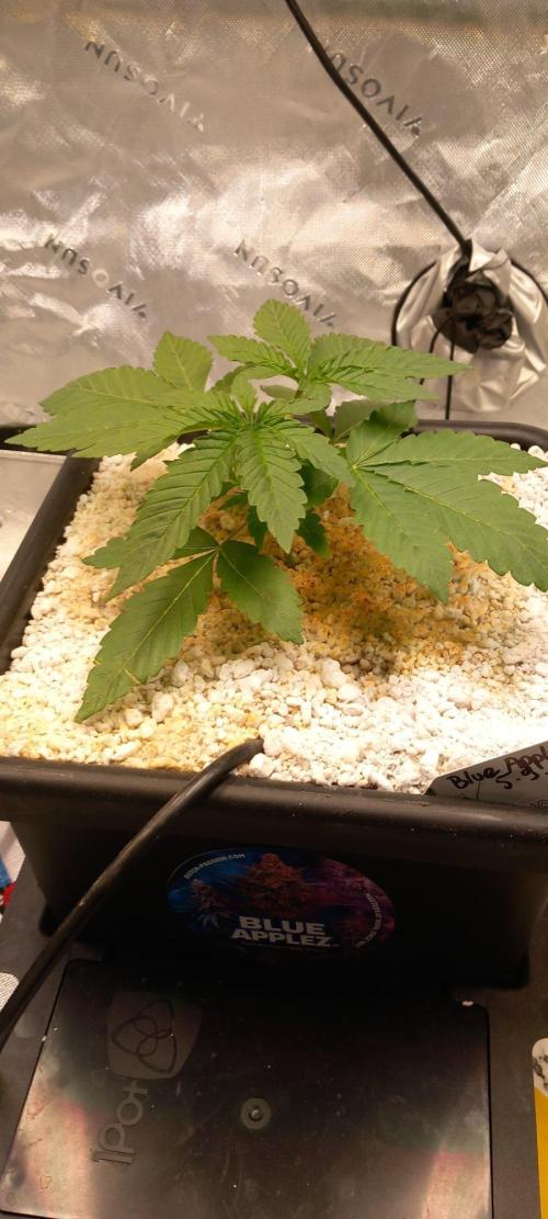 Blue Applez. Week 2