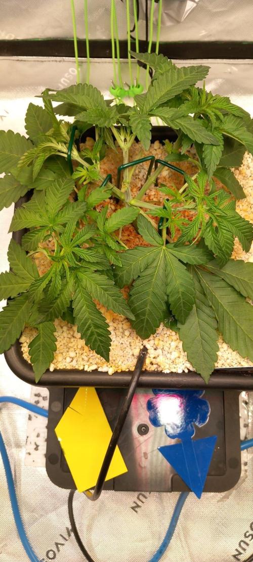 Blue Applez. Week 3