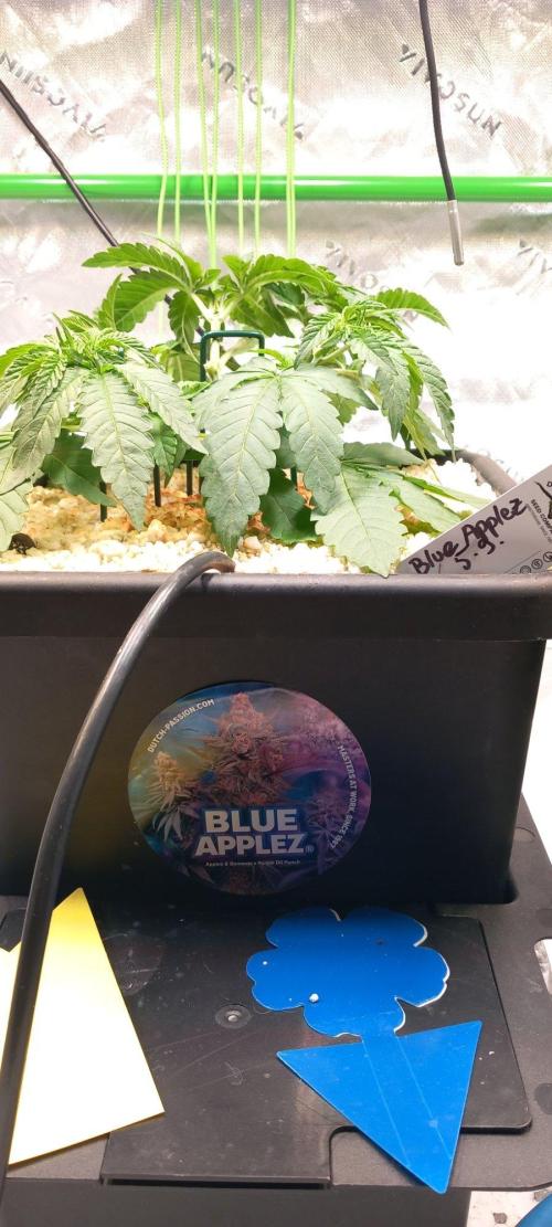 Blue Applez Dutch Passion. Week 3