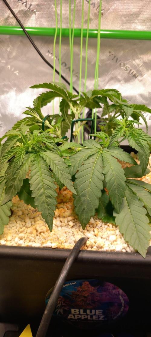 Blue Applez. Week 3