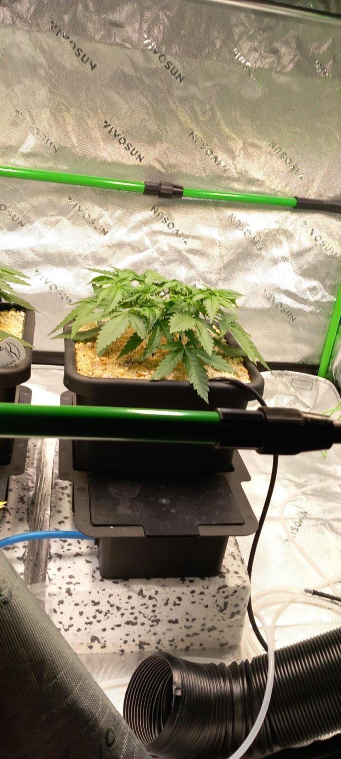 Orange Sherbet FF. Week 2