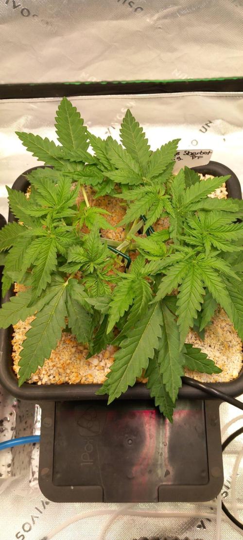 Orange Sherbet FF. Week 3