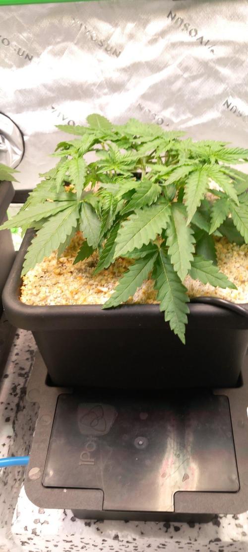 Orange Sherbet FF. Week 3