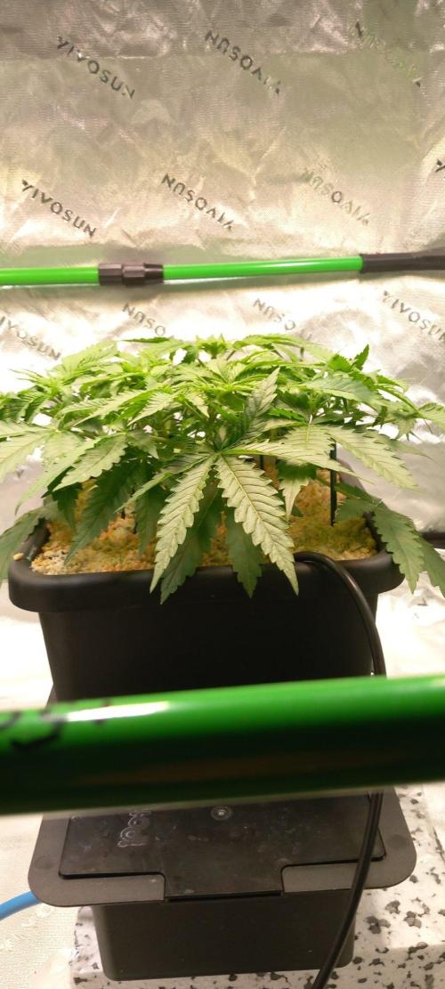 Orange Sherbet FF. Week 4