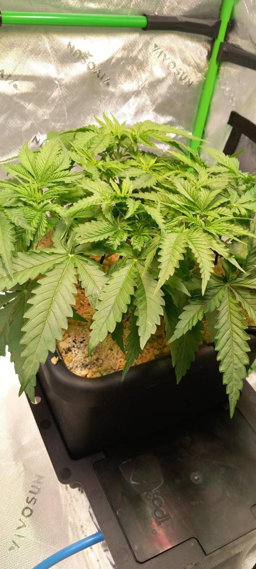 Orange Sherbet FF. Week 4