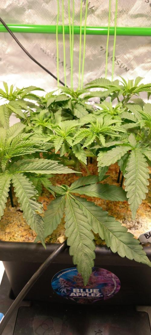 Blue Applez Dutch Passion. Week 4