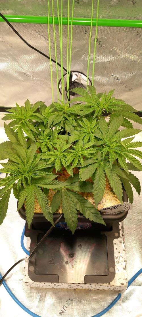 Blue Applez Dutch Passion. Week 4