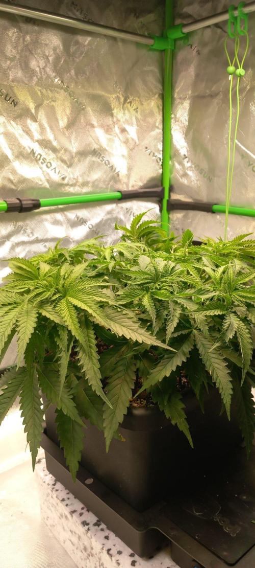 Orange Sherbet FF. Week 5