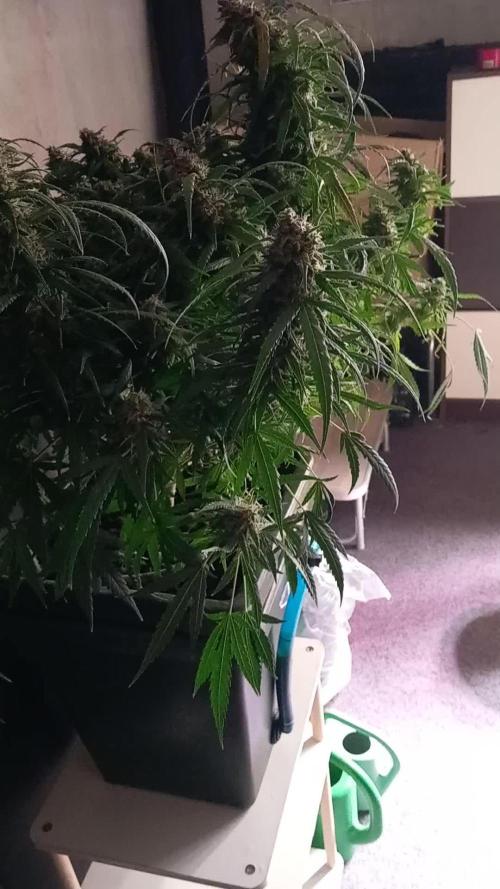 Dutch Passion Auto Orange Bud Indoors