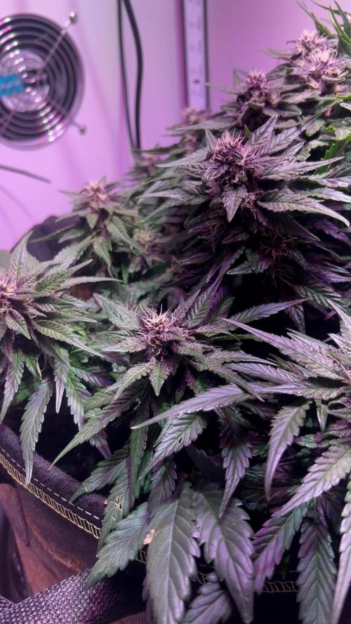 High roller seeds
