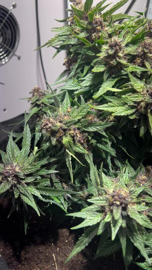 High roller seeds