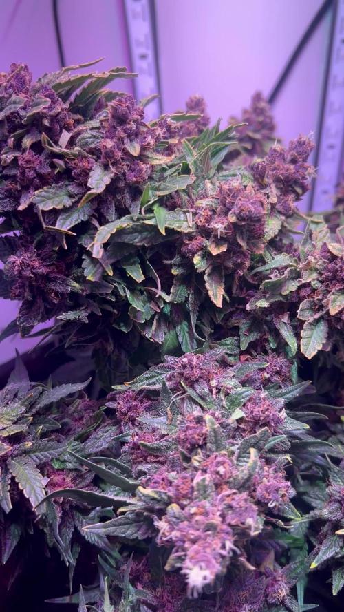 High roller seeds