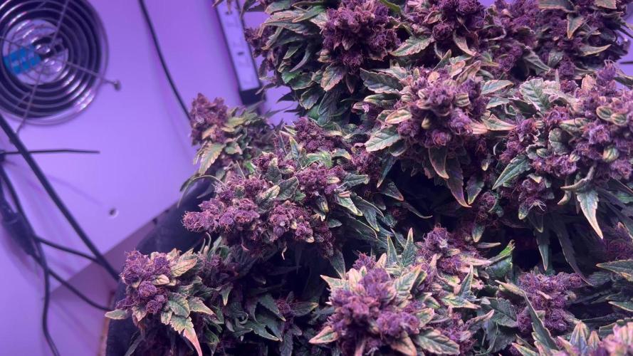 High roller seeds
