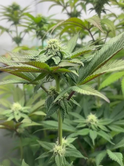 Orange Bud 2.0(Diploid)
