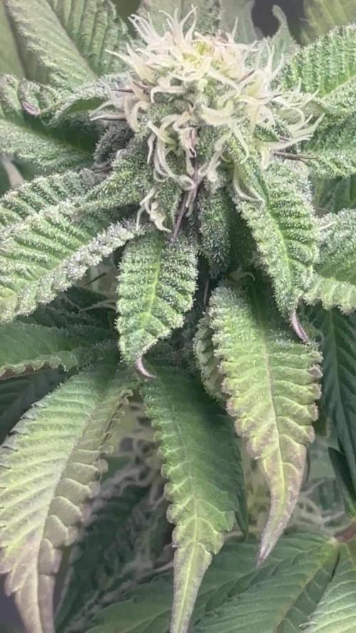 Orange Bud 2.0(Diploid)