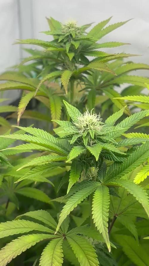 Orange Bud 2.0