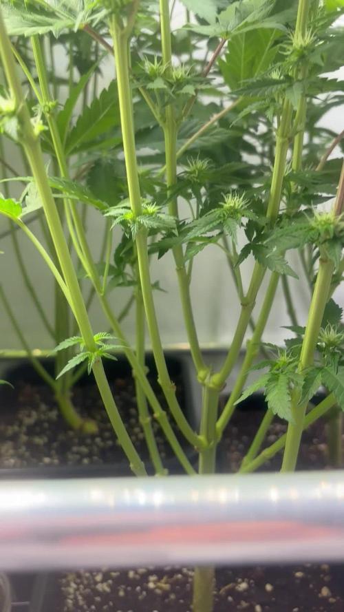 Better get some real Genetics this is WL