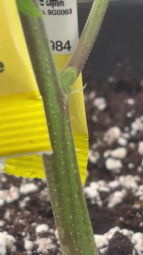 Dantes Inferno #8 MileHighDaveCut