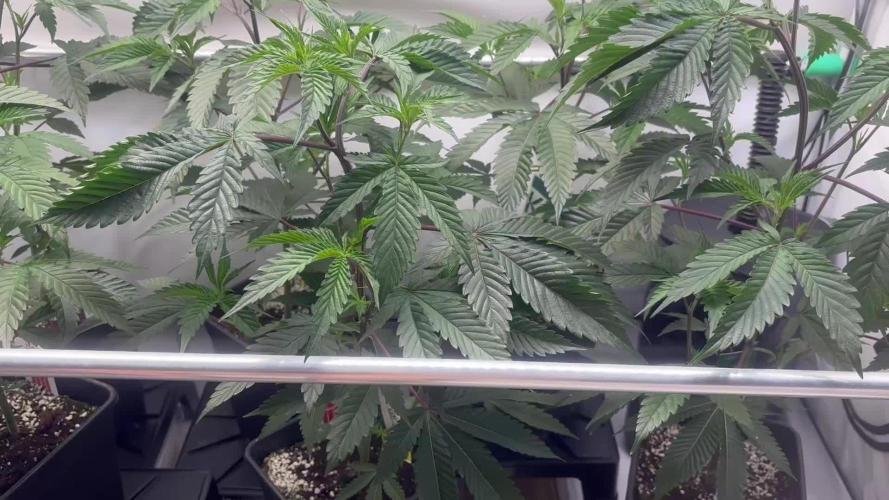 Dantes Inferno #8 MileHighDave