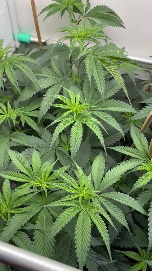 Dantes Inferno #8 MileHighDaveCut