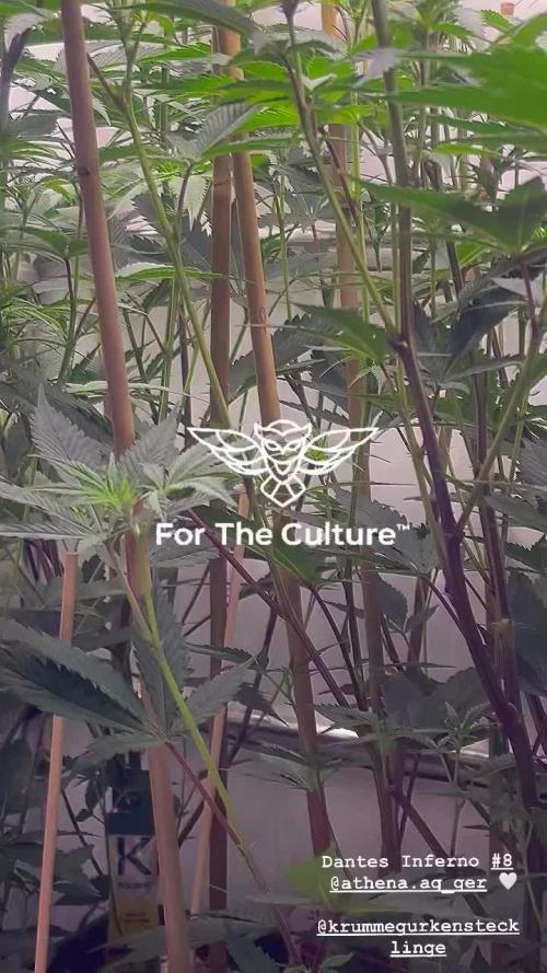 Dantes Inferno #8 MileHighDaveCut