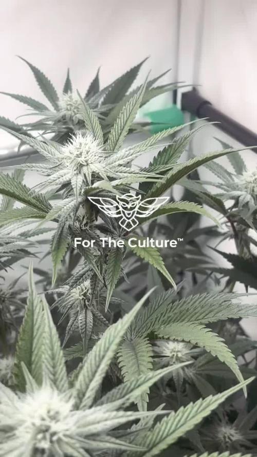 Dantes Inferno #8 MileHighDaveCut