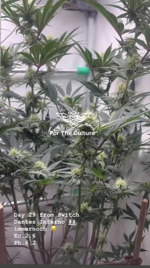 Dantes Inferno #8 MileHighDaveCut