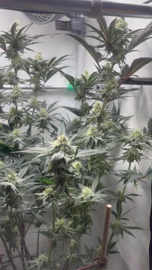 Dantes Inferno #8 MileHighDaveCut