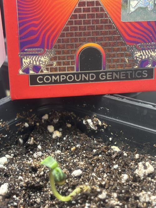New Money Compound Genetics. Week 0
