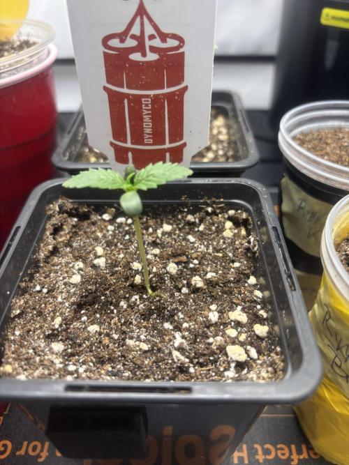 New Money Compound Genetics. Week 2 - Pheno #2 Rotterdam 