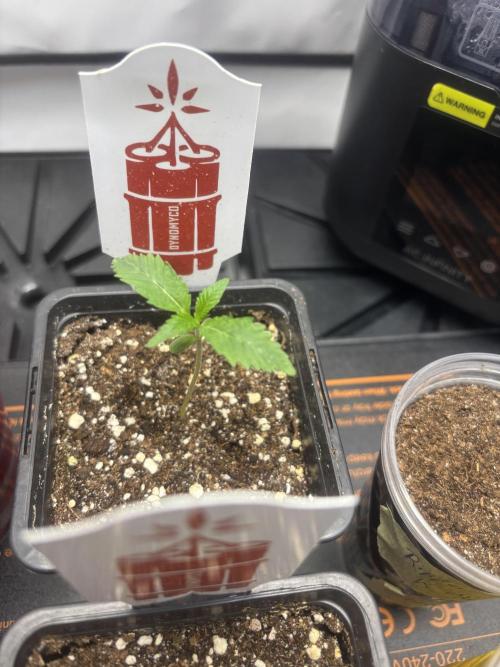 New Money Compound Genetics. Week 2 - Pheno #1 Amsterdam 