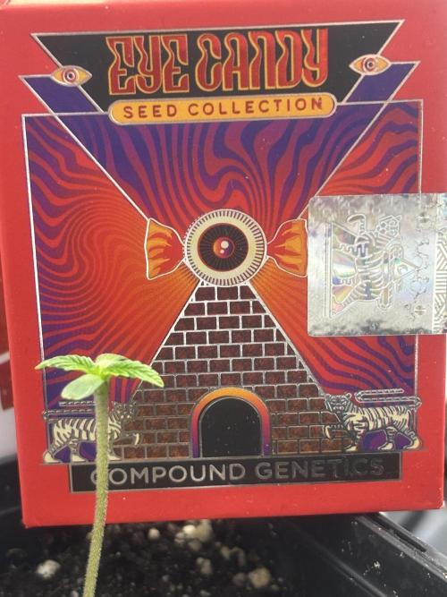 New Money Compound Genetics. Week 0