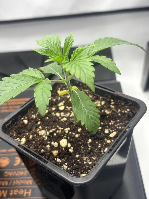 New Money Compound Genetics. Week 3 - Geht mehr als vital weiter 