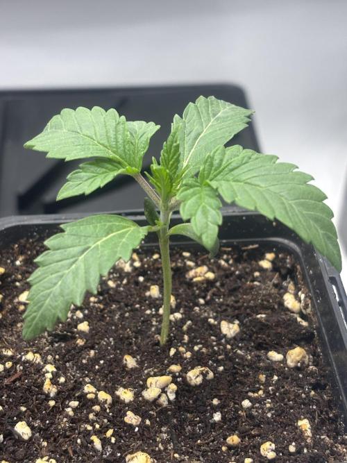 New Money Compound Genetics. Week 3 - Für pheno 2 gilt das gleiche 