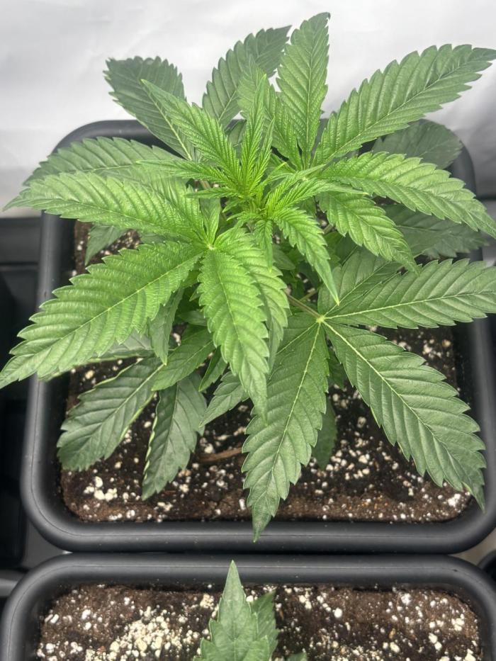 New Money Compound Genetics. Week 4
