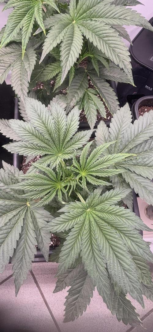 New Money Compound Genetics. Week 5